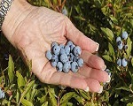 Eficacia y función de Blueberry Powder