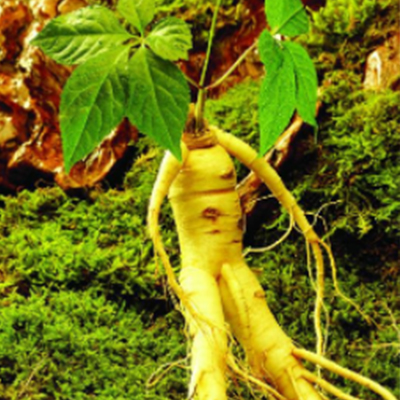 Extracto de ginseng