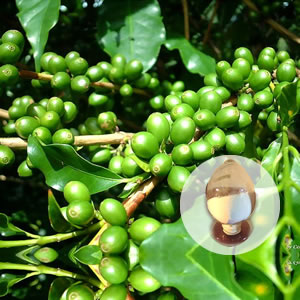 Extracto de granos de café verde 