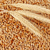 Proteina de trigo