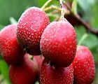 Beneficios de Extracto de Berry Hawthorn
