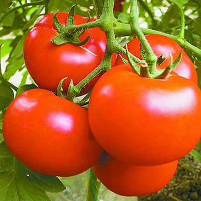 Polvo de tomate