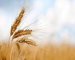 Comer los beneficios de la proteína de trigo