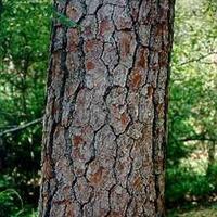 Extracto de corteza de pino